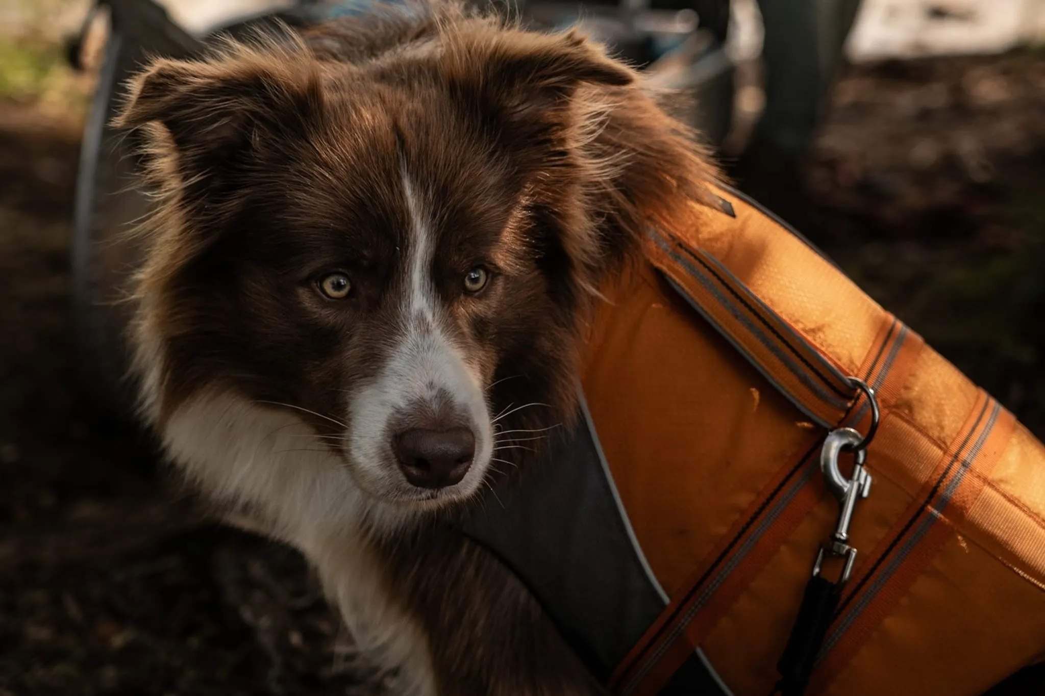 A brown and white dog resting next to a canoe on the shore